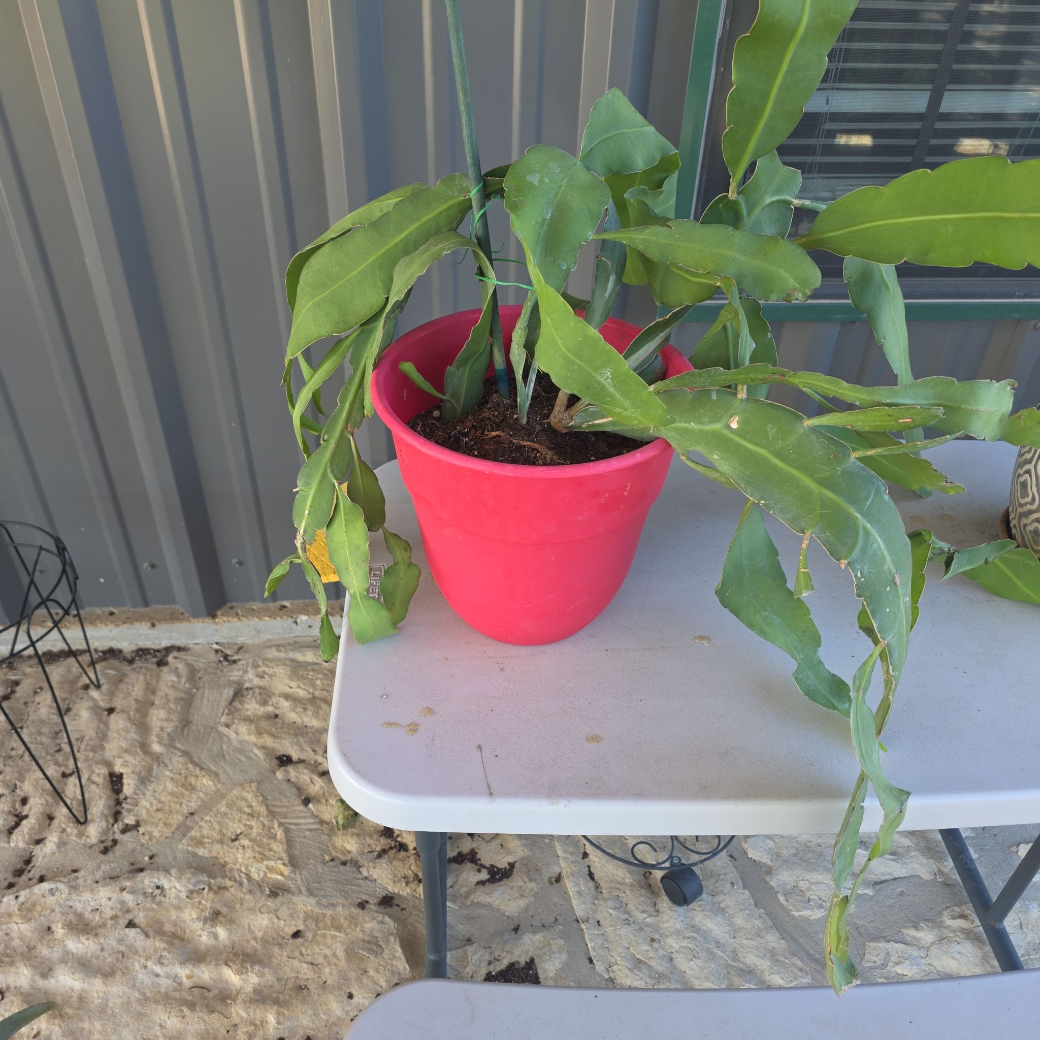 Photo of the plant species Lady of the Night Cactus by @WillAgarito35 named Navajo on Greg, the plant care app