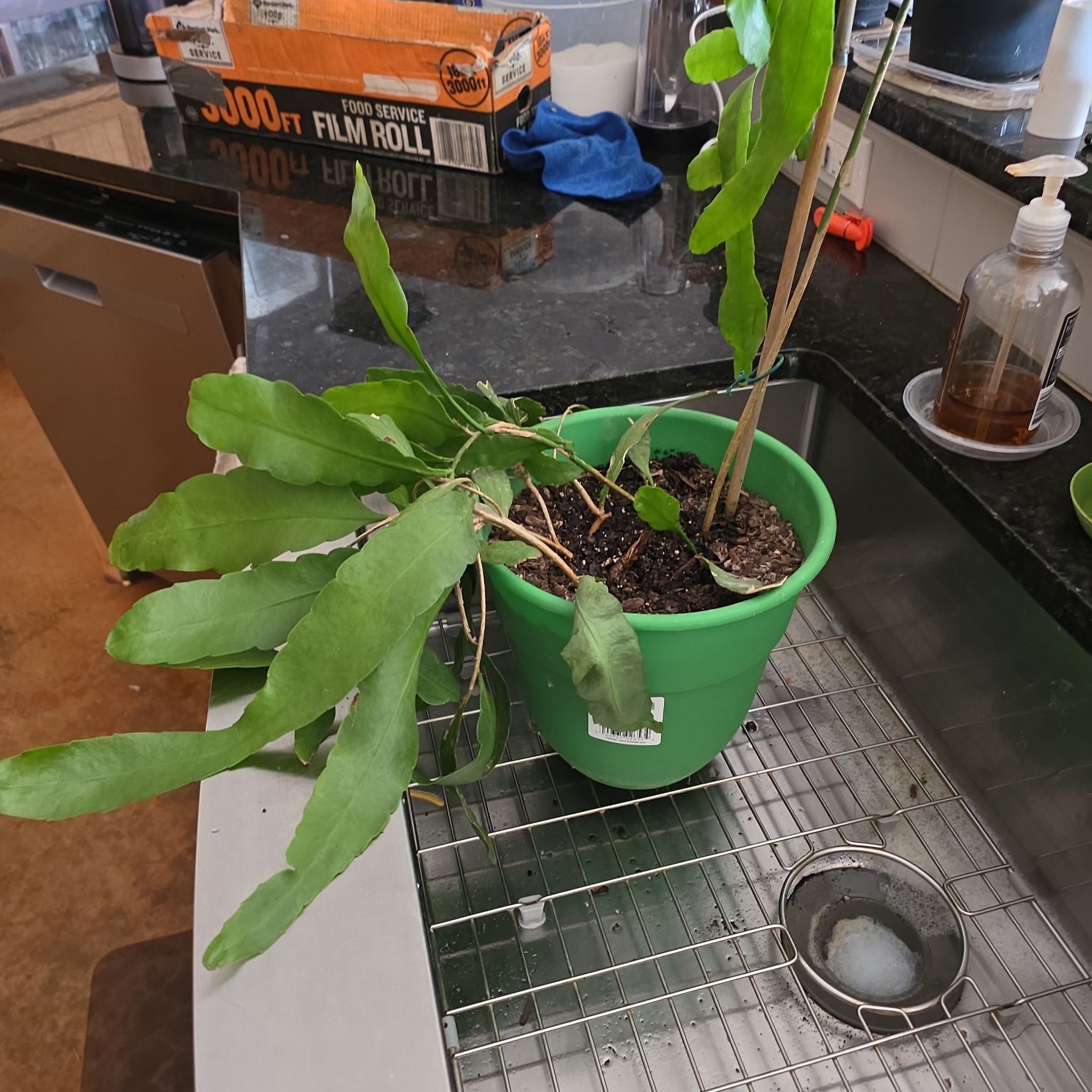 Photo of the plant species Discocactus by @WillAgarito35 named Rosa on Greg, the plant care app