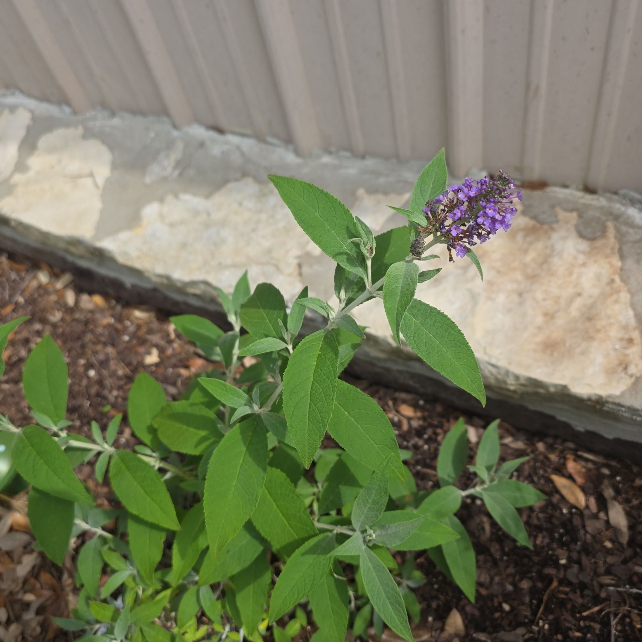 Plant care for Juruk Mullein on Greg, the plant care app