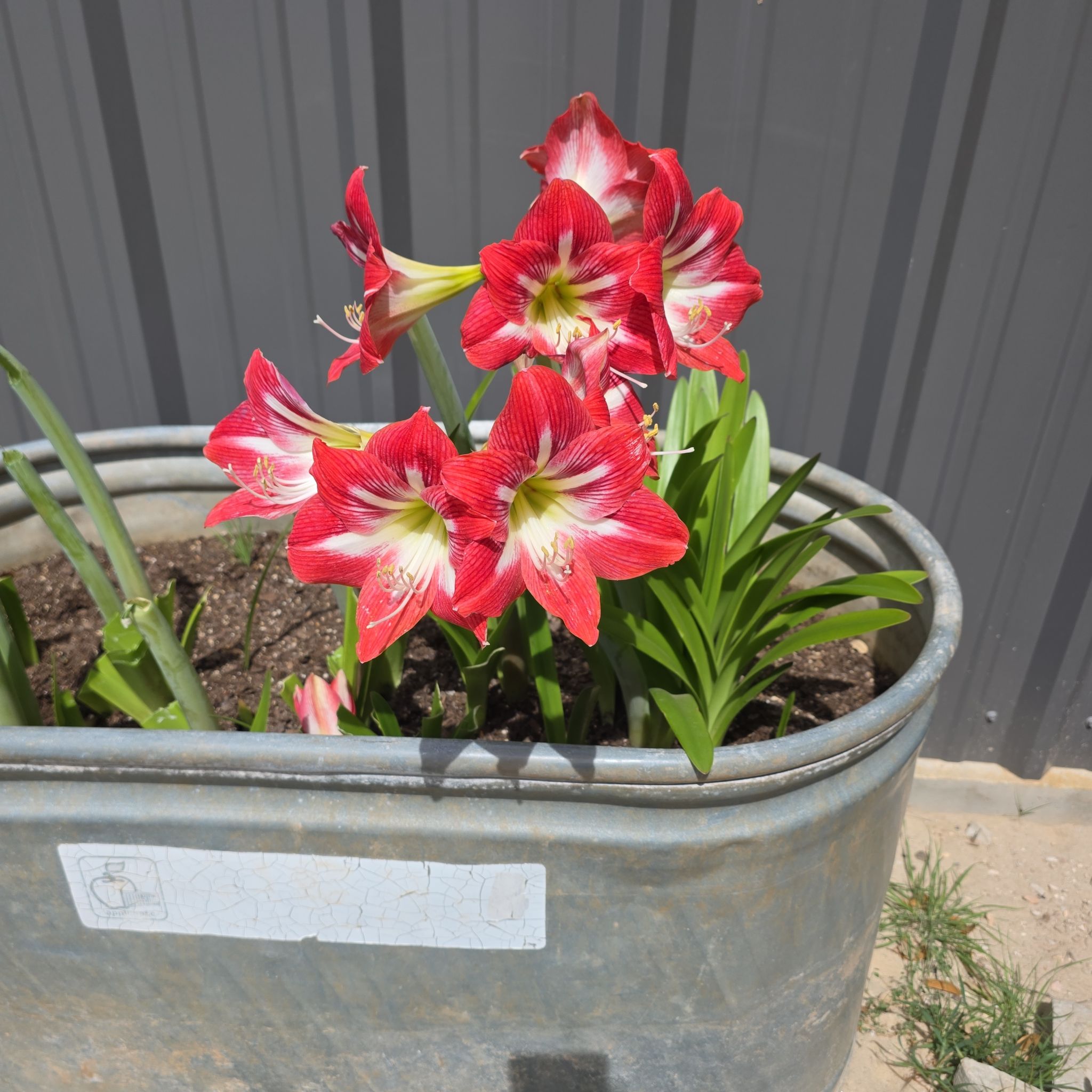 Photo of the plant species Striped Barbados Lily by @WillAgarito35 named Remington on Greg, the plant care app