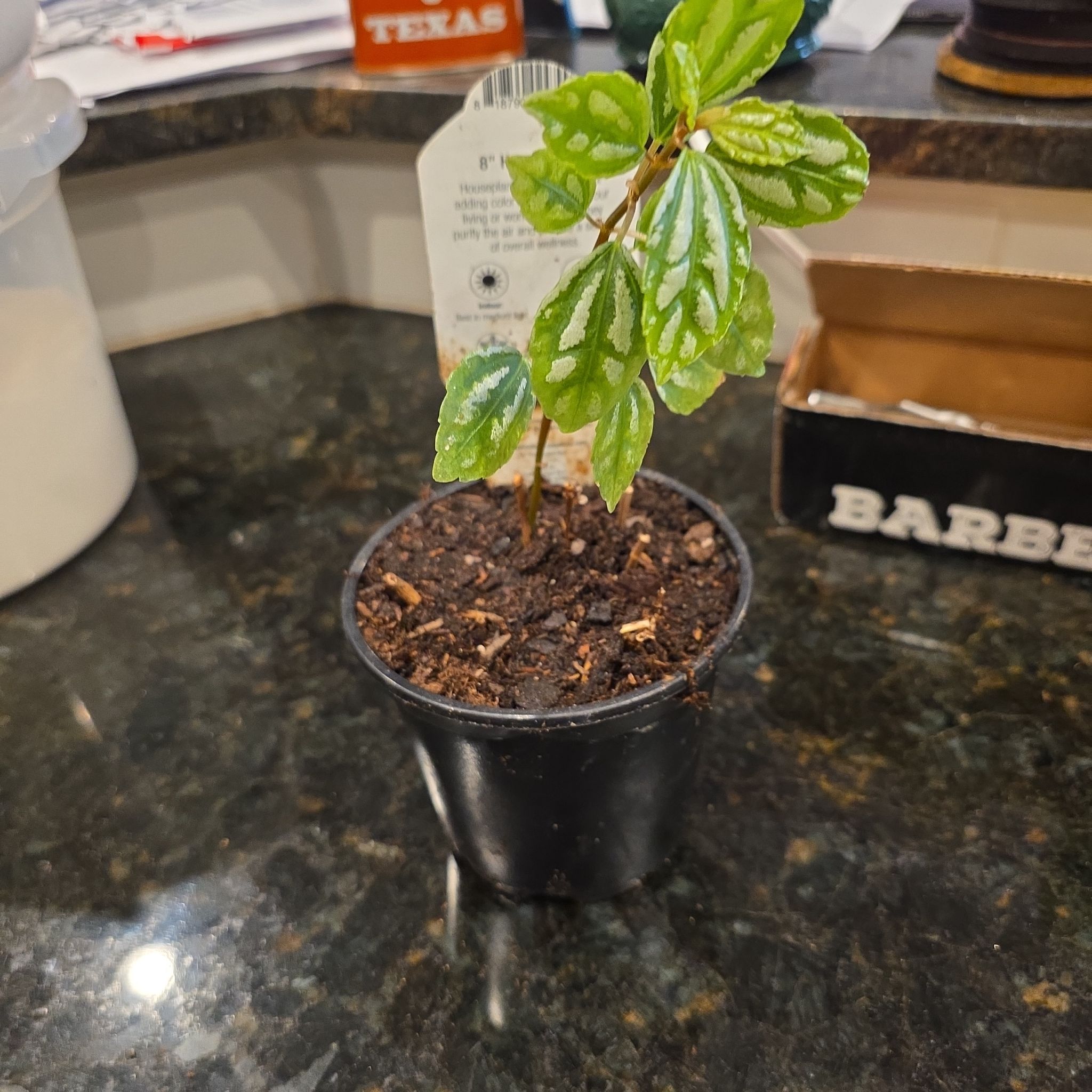 Photo of the plant species Variegated Aluminum Plant by @WillAgarito35 named Mollie on Greg, the plant care app