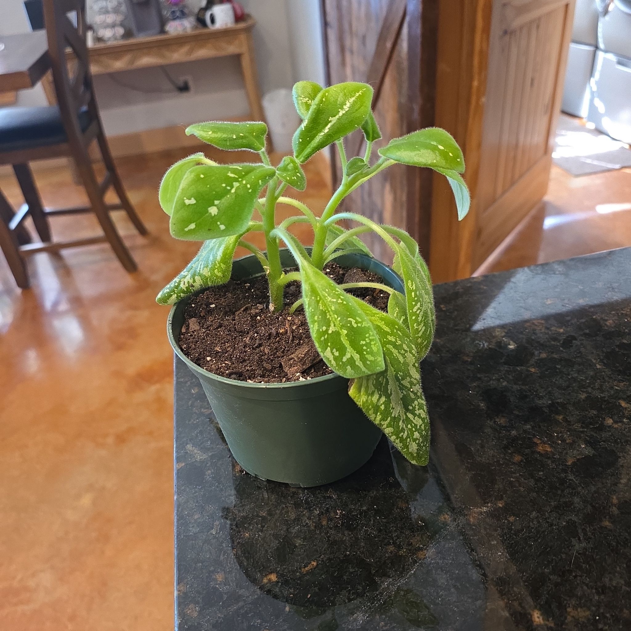 Photo of the plant species Michaelmoelleria vietnamensis by @WillAgarito35 named Walt on Greg, the plant care app