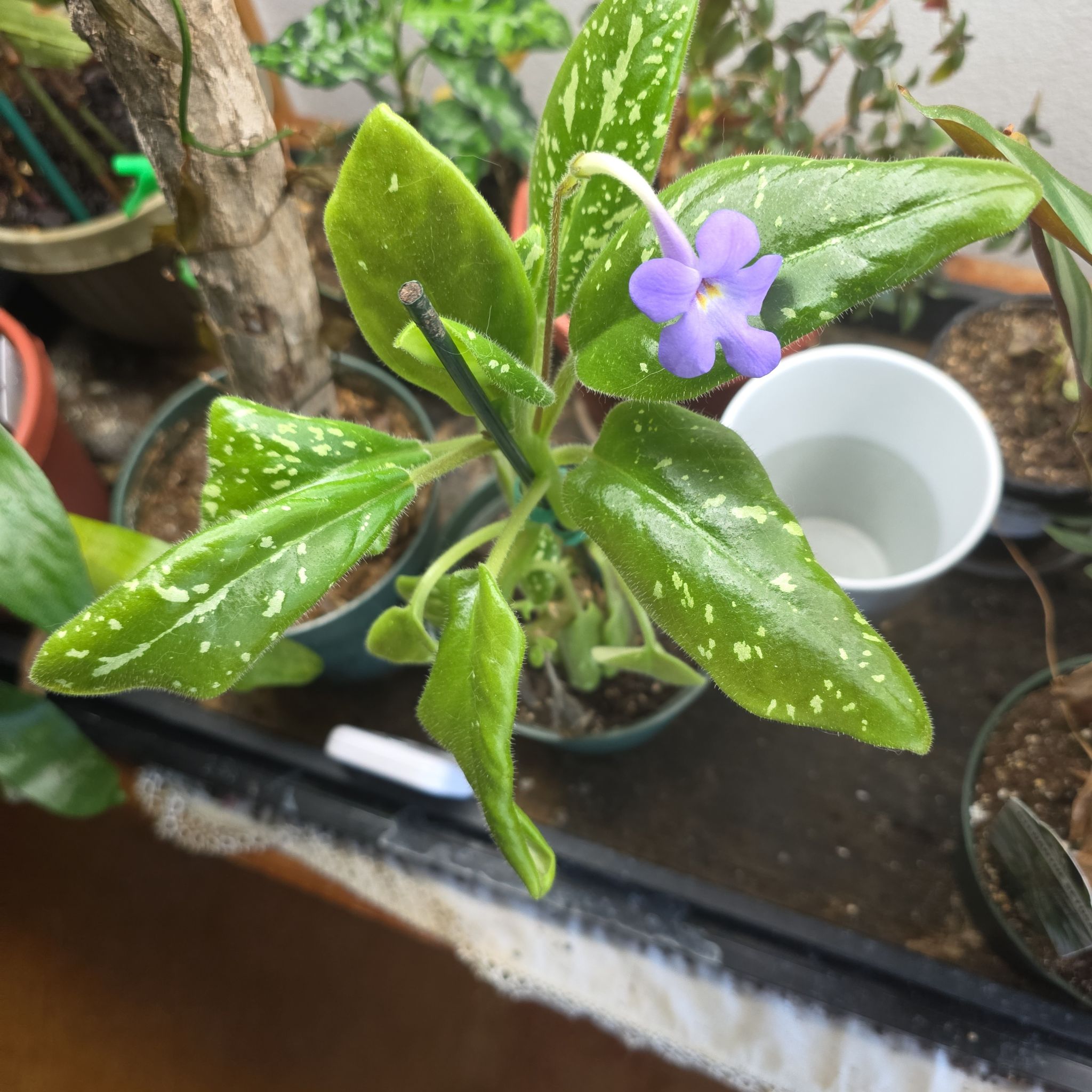Photo of the plant species Michaelmoelleria vietnamensis by @WillAgarito35 named Walt on Greg, the plant care app