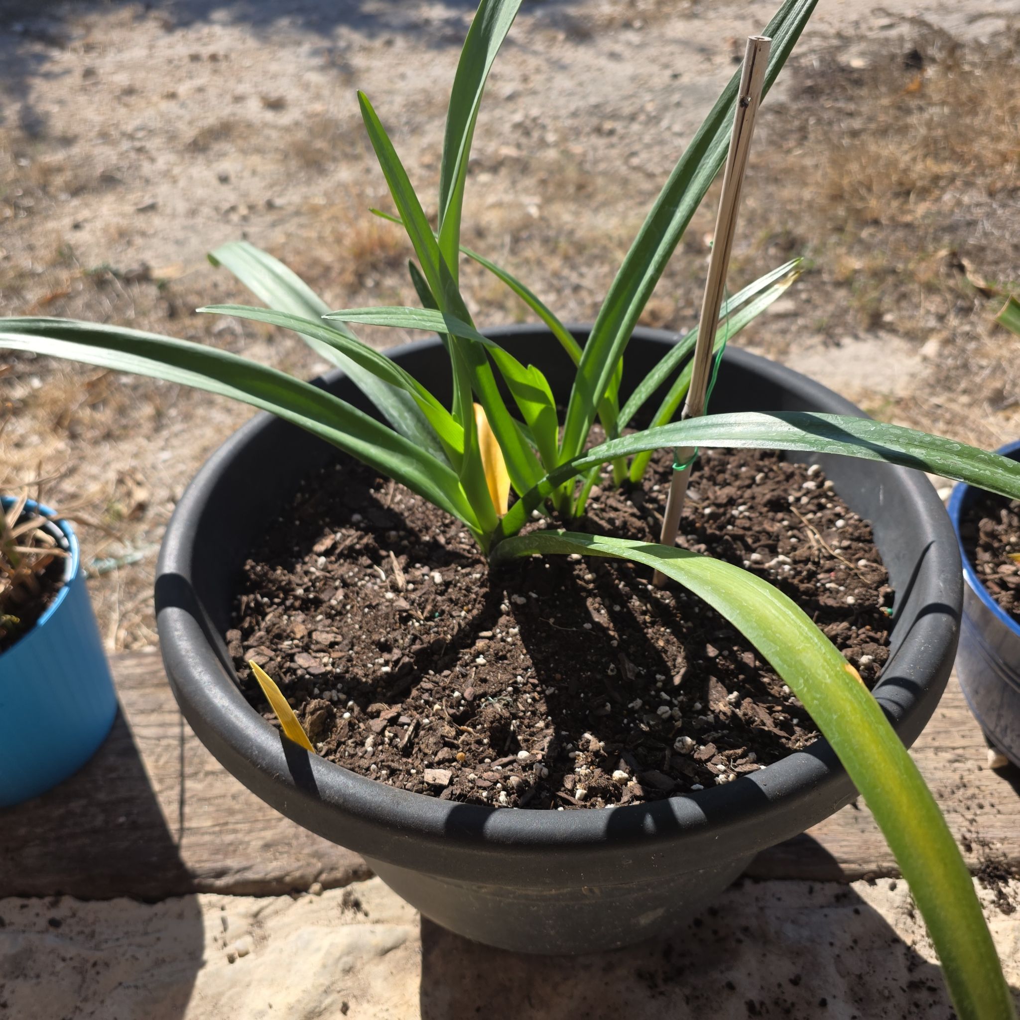 Photo of the plant species Tropical Giant Sister Spider Lily by @WillAgarito35 named Rosalind on Greg, the plant care app