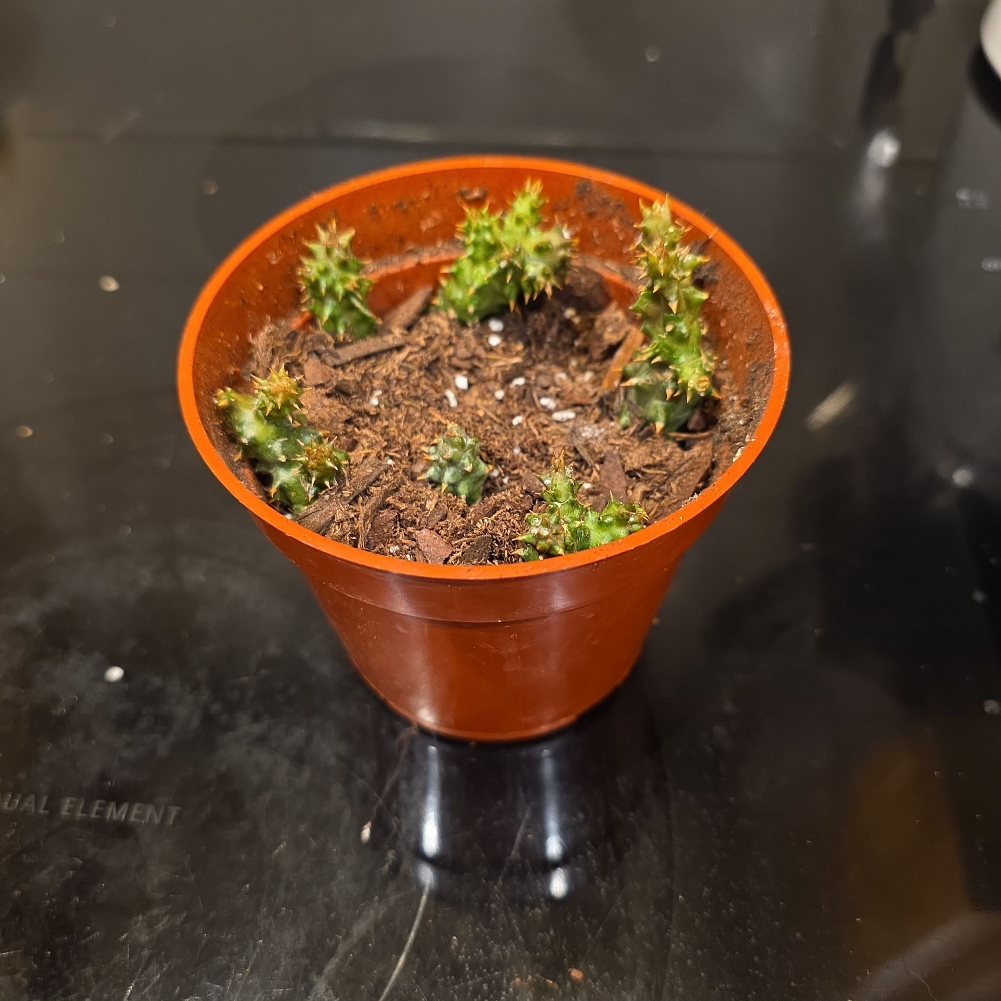 Photo of the plant species Persian Carpet by @WillAgarito35 named Cloonee on Greg, the plant care app
