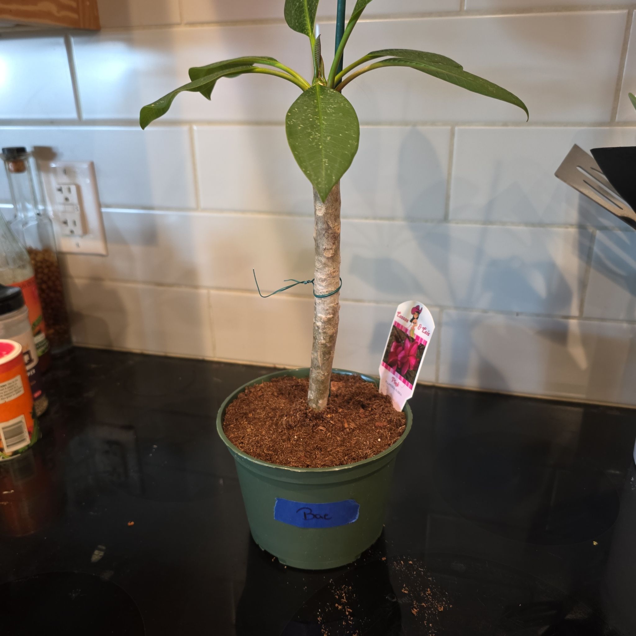 Photo of the plant species Dwarf Pink Plumeria by @WillAgarito35 named Bae on Greg, the plant care app