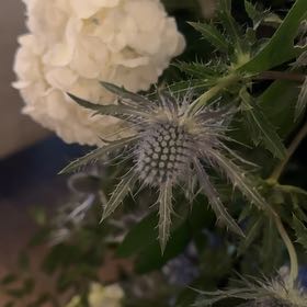 Photo of the plant species Flat Sea Holly by @LovelyTaro57 named Rainier on Greg, the plant care app