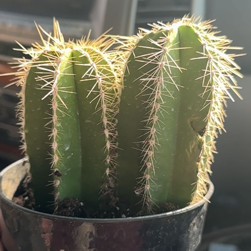 Photo of the plant species Stenocereus dumortierii by @EvocativeIcarus named Plato on Greg, the plant care app