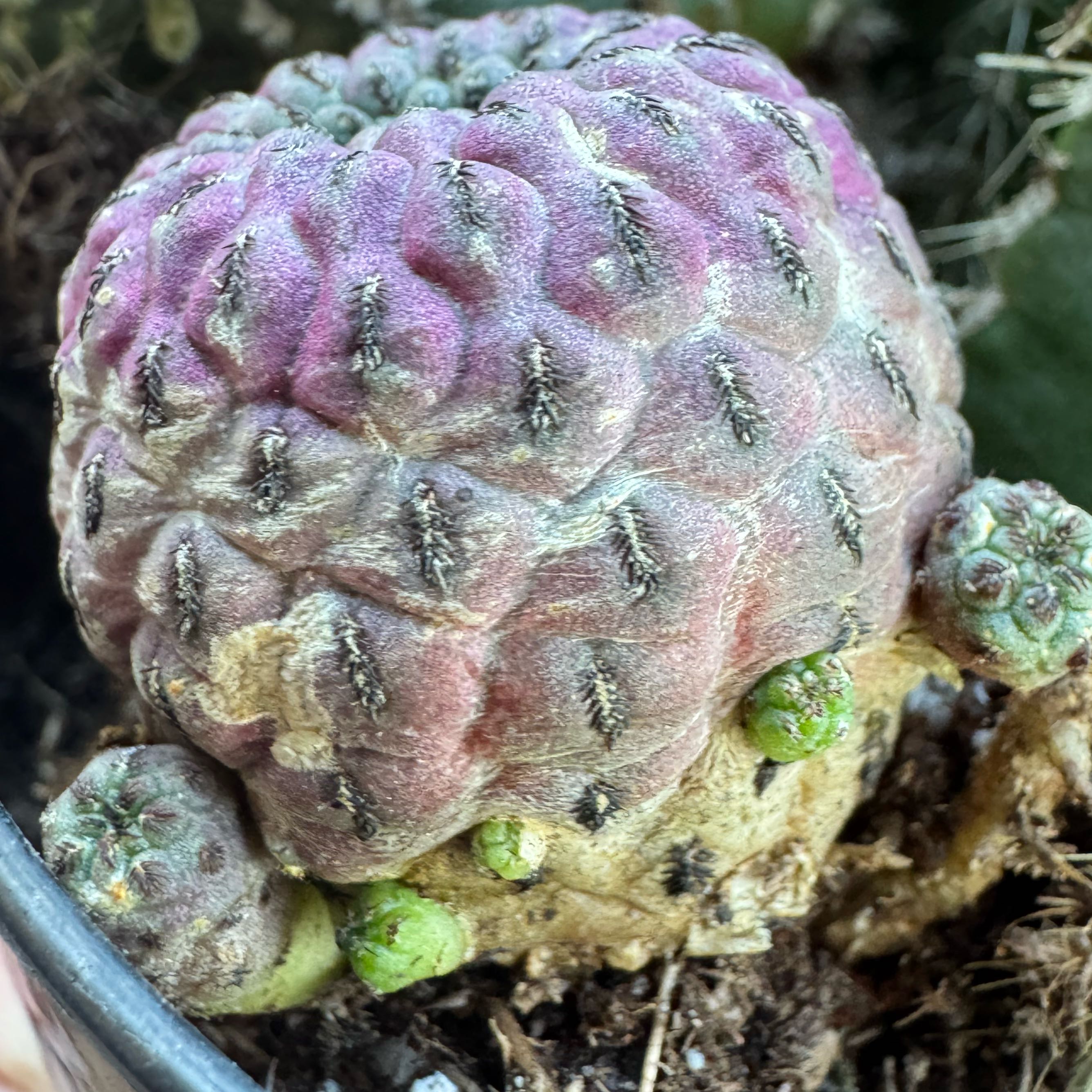 Photo of the plant species Purple rauschii by @EvocativeIcarus named Duke on Greg, the plant care app