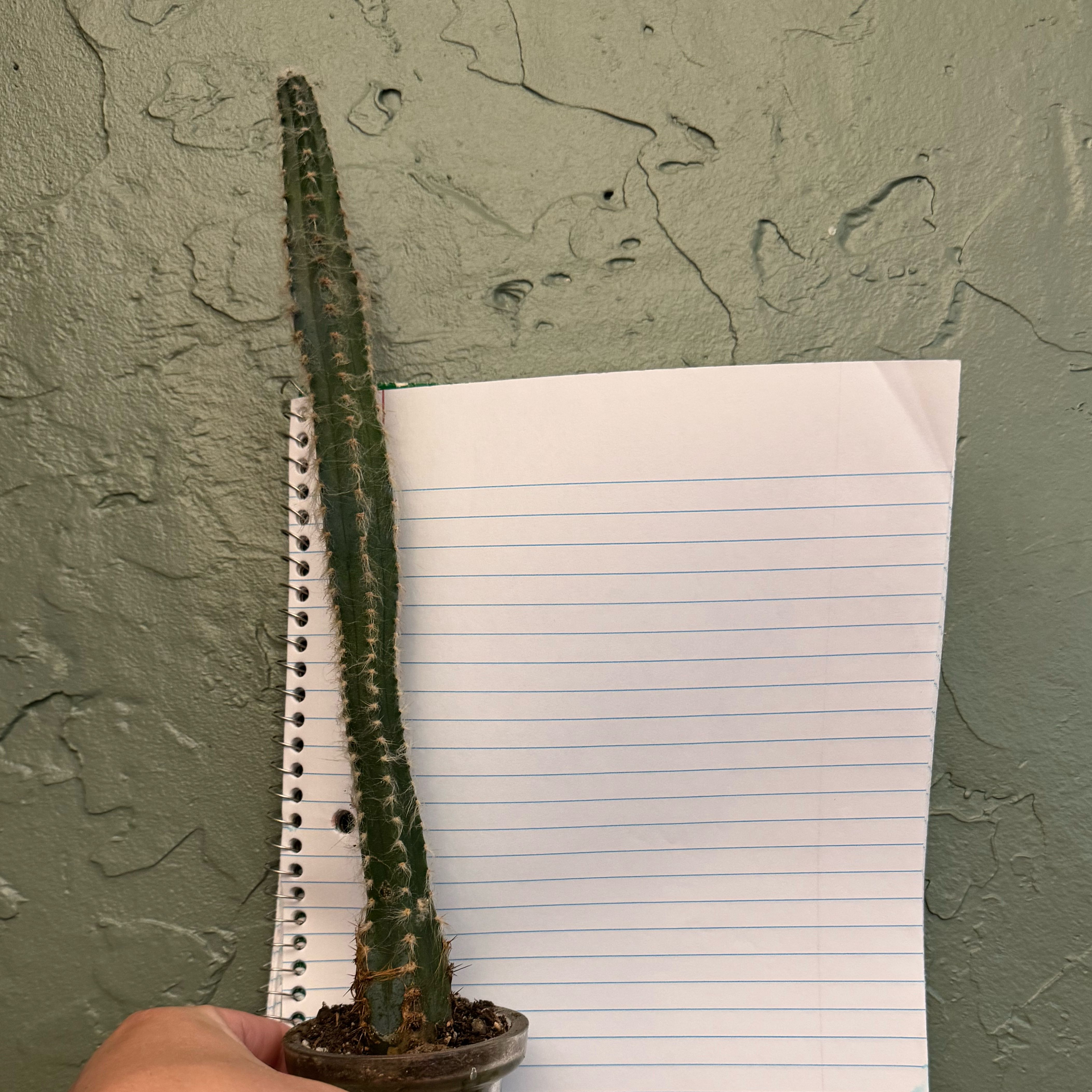 Photo of the plant species Royen's Tree Cactus by @EvocativeIcarus named Mollie on Greg, the plant care app