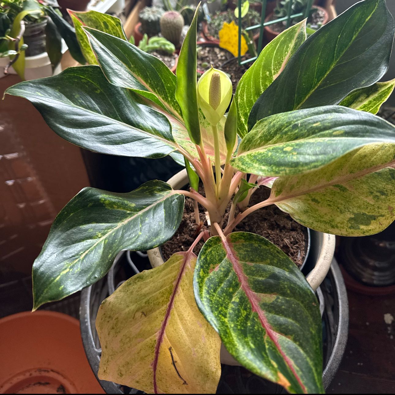 Photo of the plant species Aglaonema 'Golden Fluorite' by @EvocativeIcarus named Clooney on Greg, the plant care app