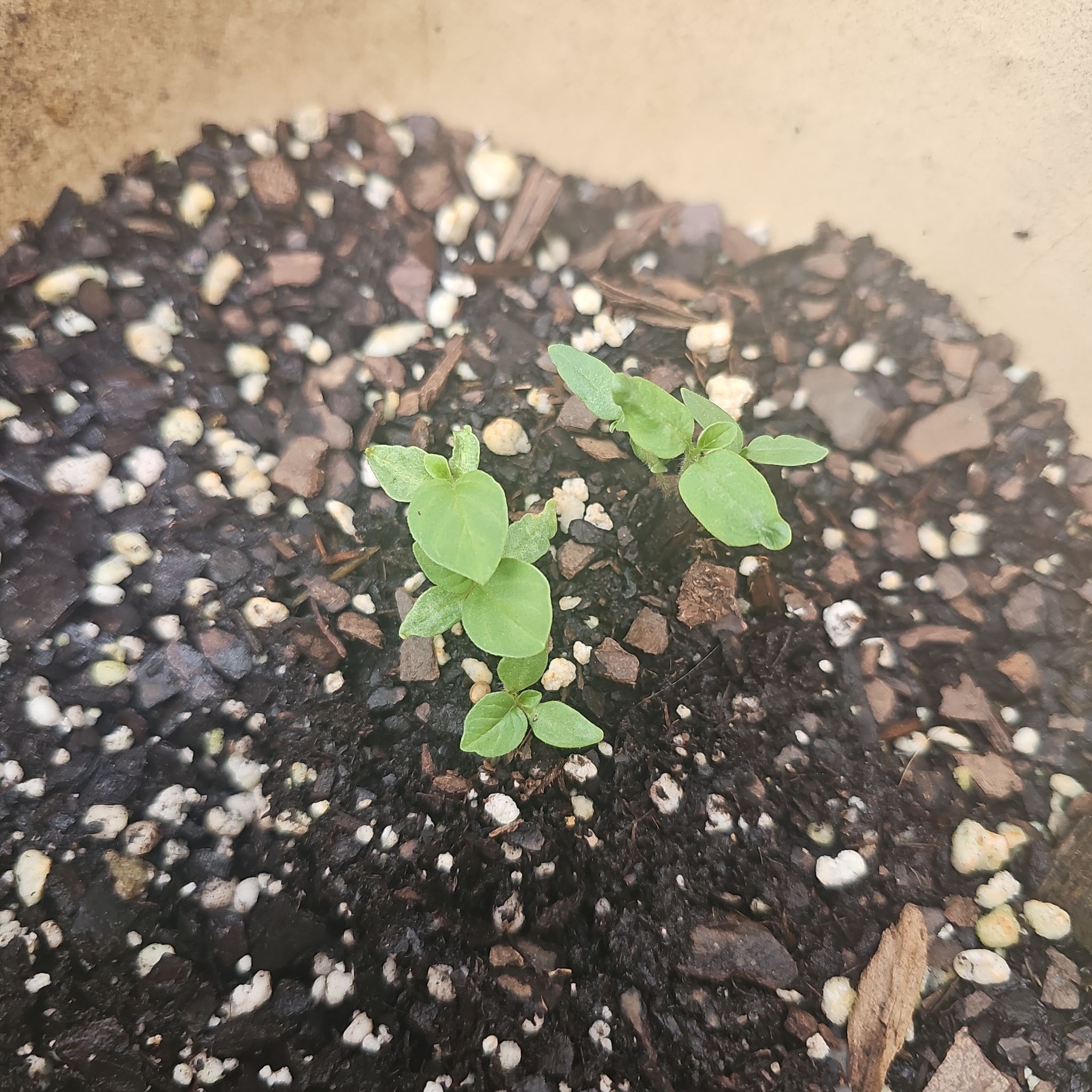 Photo of the plant species Tomatillo 'Tamayo' by @themnanigans named Tollota 4Runner on Greg, the plant care app
