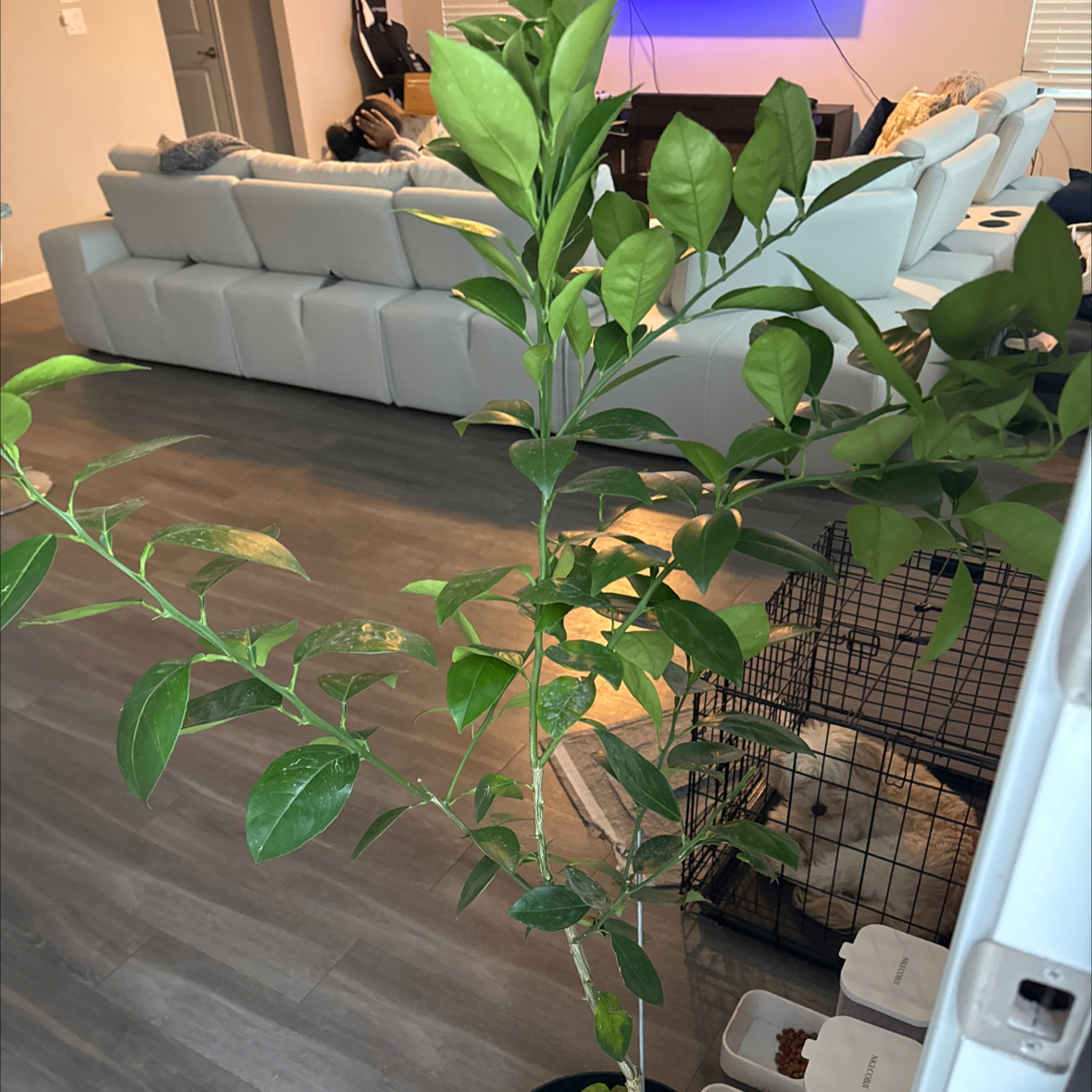 Photo of the plant species Hamlin Sweet Orange Tree by @BrainyKhakiweed named Mom tree on Greg, the plant care app