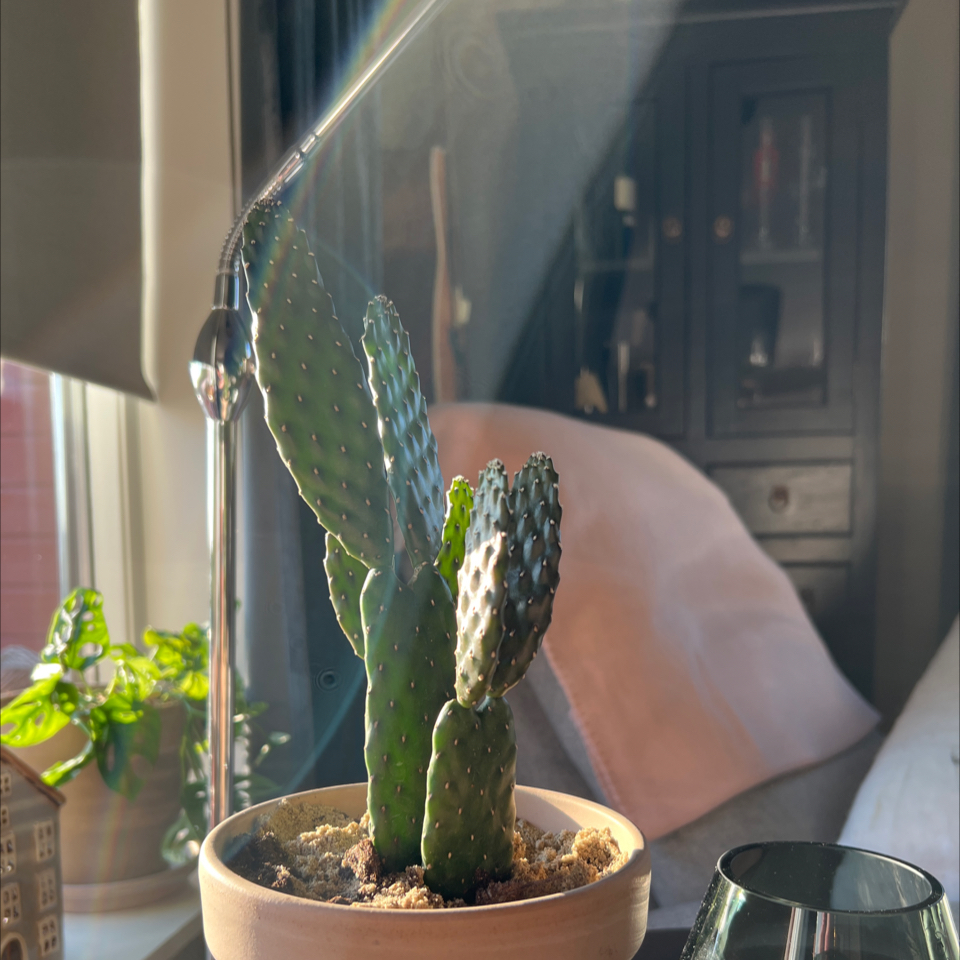 Photo of the plant species fig opuntia by @JovialCoralbell named Planty on Greg, the plant care app