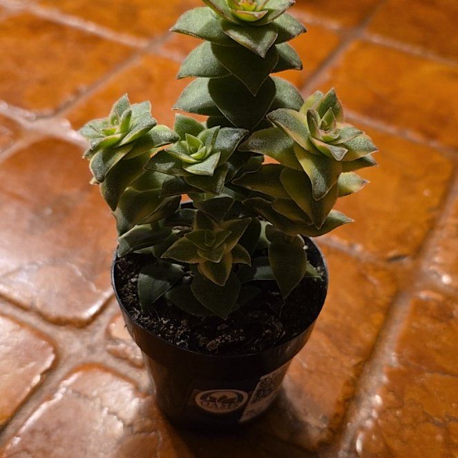 Photo of the plant species Variegated Crassula by @LikelyBluebroom named Navajo on Greg, the plant care app