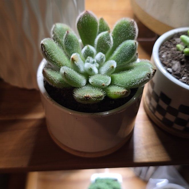 Photo of the plant species Doris Taylor/Wooly Rose by @LikelyBluebroom named Planty on Greg, the plant care app