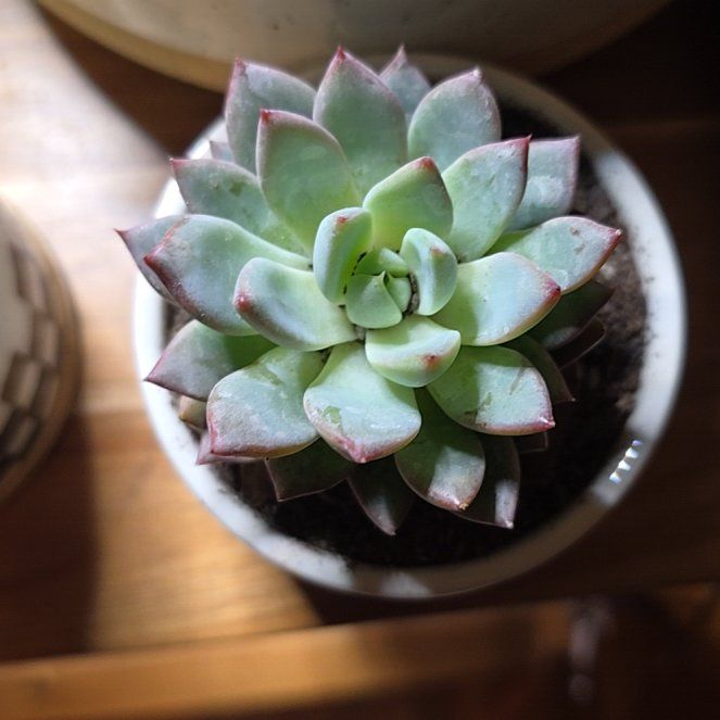Photo of the plant species Echeveria colorata by @LikelyBluebroom named Anne on Greg, the plant care app