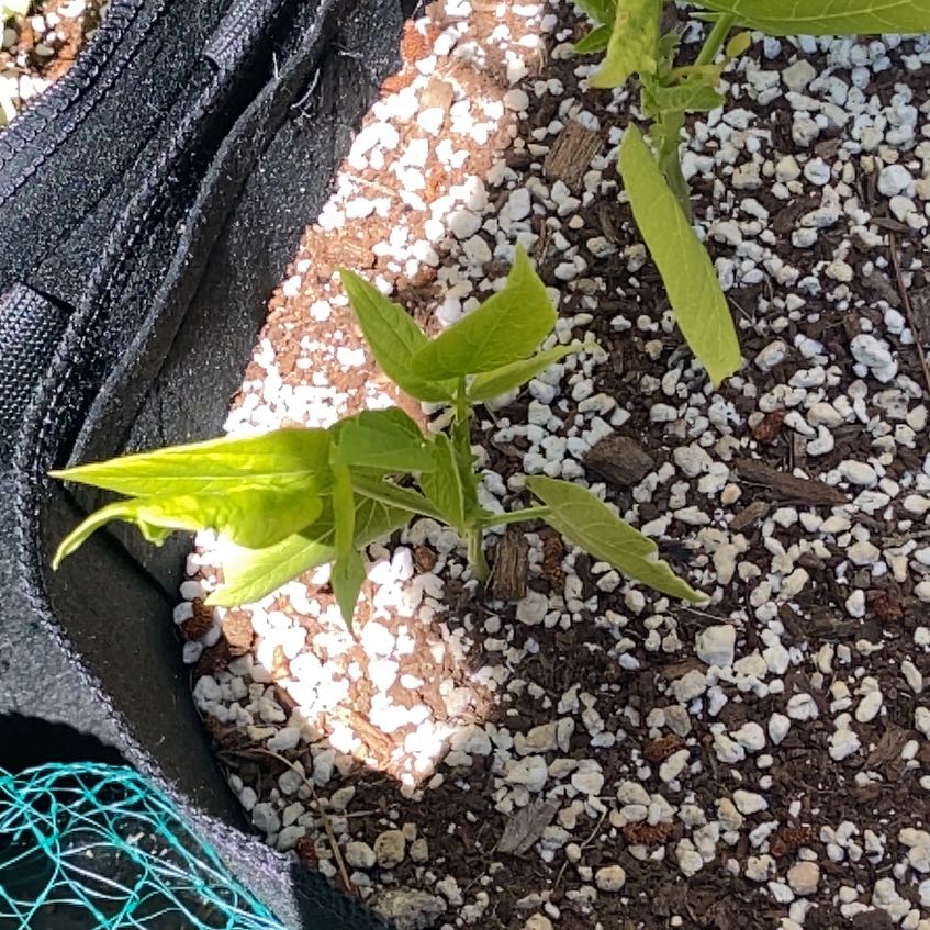 Photo of the plant species Blue Lake Bean by @UpbeatLavaranos named Messi on Greg, the plant care app