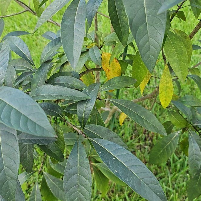 Photo of the plant species Fringetree by @DaringMiro61 named Sigmund on Greg, the plant care app