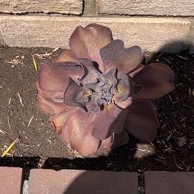 Photo of the plant species Echeveria 'Hortencia' by @WholeLemon61 named Doja Cat on Greg, the plant care app