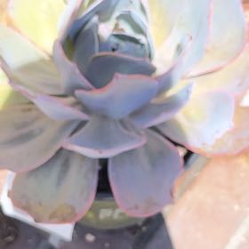 Photo of the plant species Echeveria by @WholeLemon61 named Leonardo on Greg, the plant care app