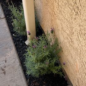 Photo of the plant species Spanish Lavender 'Lavela Dark Violet' by @WholeLemon61 named Hemingway on Greg, the plant care app