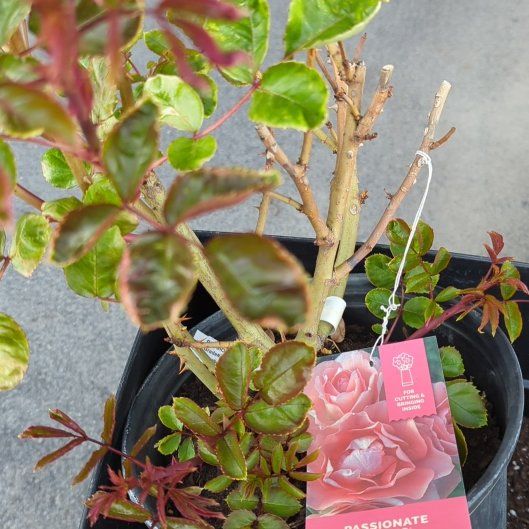 Photo of the plant species Passionate Kisses Rose by @ImpishCardoon96 named Bruce Lee on Greg, the plant care app