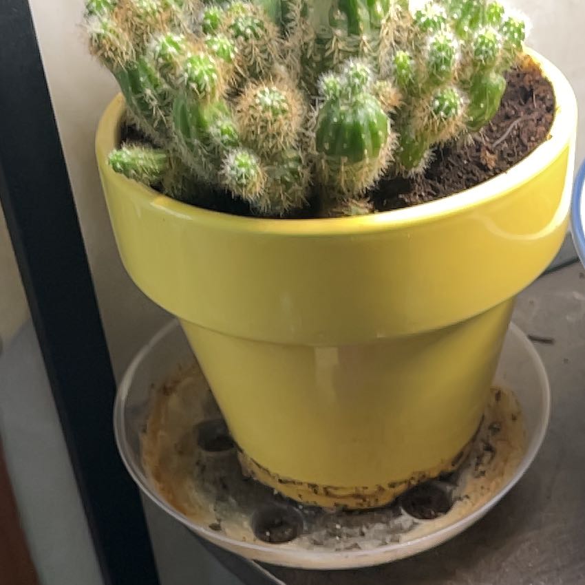 Photo of the plant species Desert Cactus by @ZealCatthyme23 named Thorns on Greg, the plant care app