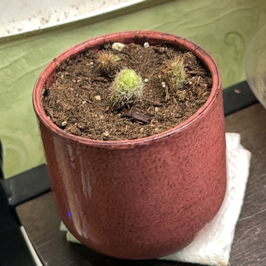 Photo of the plant species Desert Cactus by @ZealCatthyme23 named Thorns JR on Greg, the plant care app