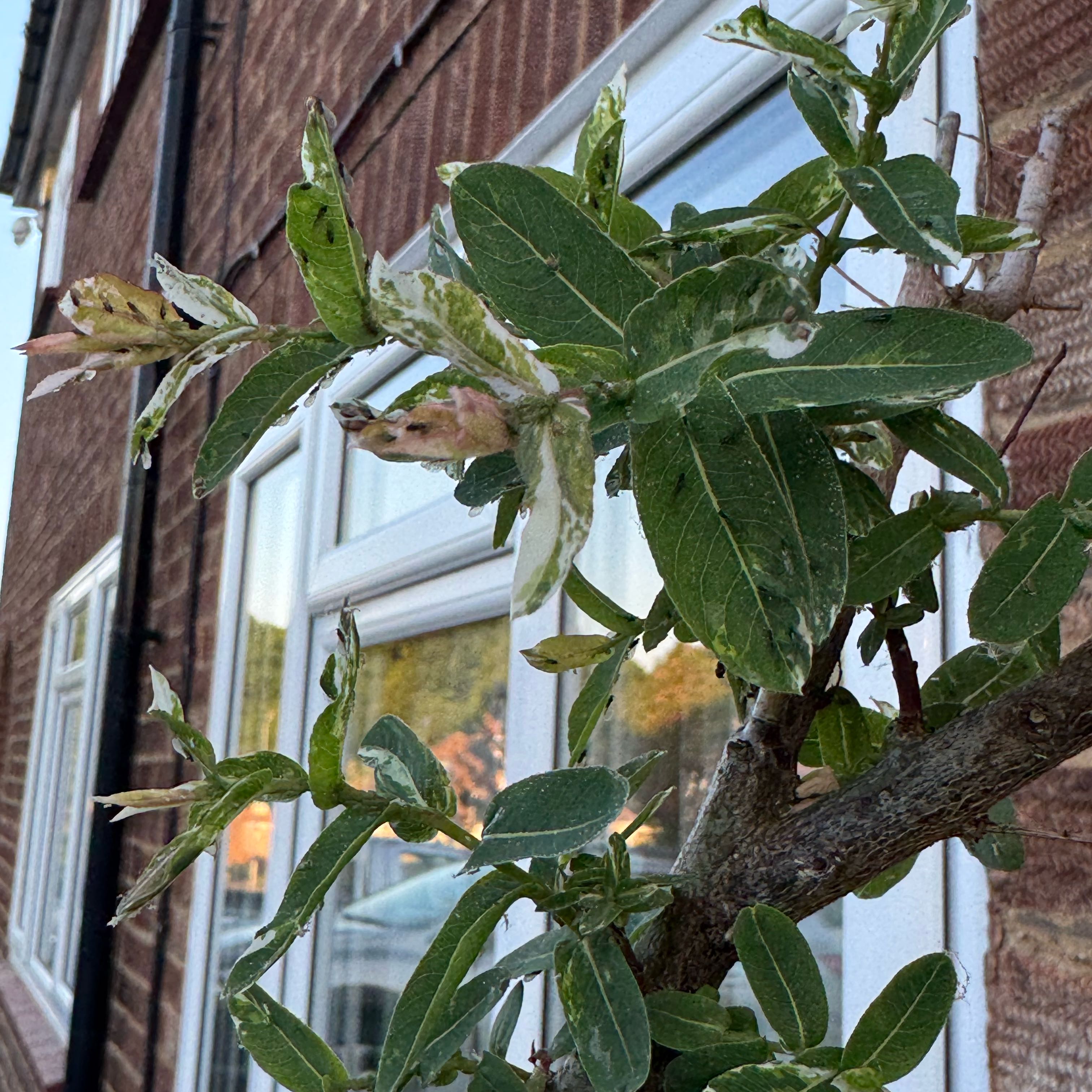 Photo of the plant species flamingo willow by @MoneyedLovage98 named Daphne on Greg, the plant care app