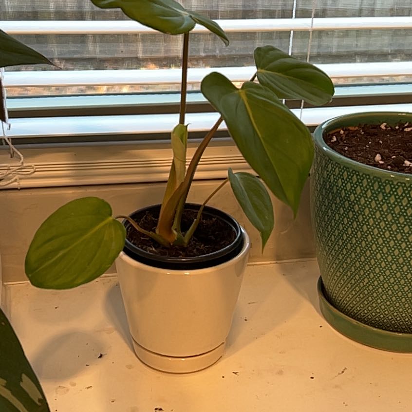 Philodendron 'McDowell' plant in a white pot on a windowsill, healthy green leaves.