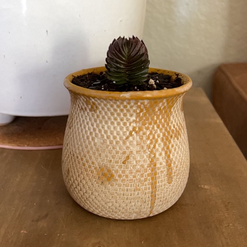 Crassula 'Buddha's Temple' plant in a textured pot with visible soil.
