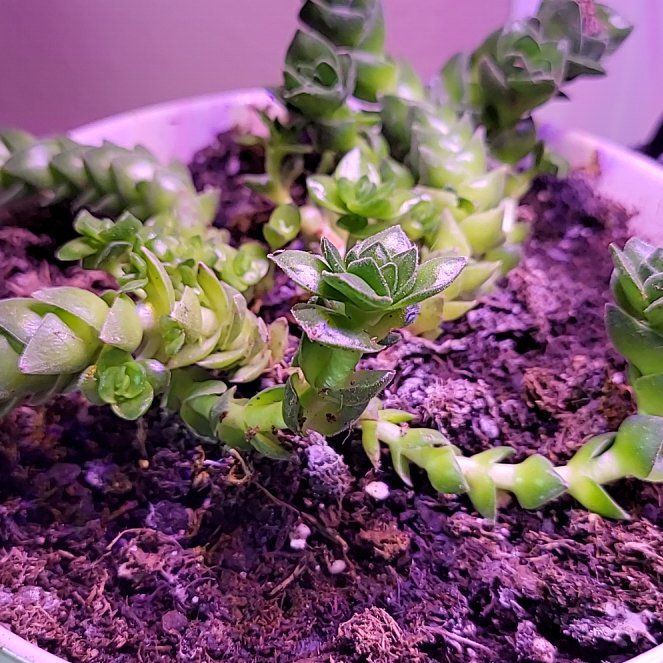 Photo of the plant species Crassula 'Buddha's Temple' by @NurseSpinach72 named Buddha on Greg, the plant care app