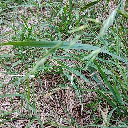 Photo of the plant species Annual Ryegrass by @NeatMoutanpeony named James Dean on Greg, the plant care app