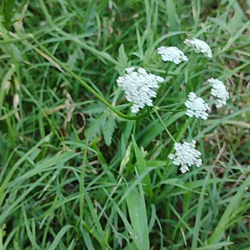 Photo of the plant species Greater Masterwort by @NeatMoutanpeony named Queen on Greg, the plant care app
