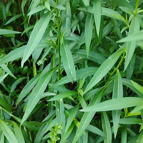 Photo of the plant species Tall Tickseed by @NeatMoutanpeony named Treeyoncé on Greg, the plant care app