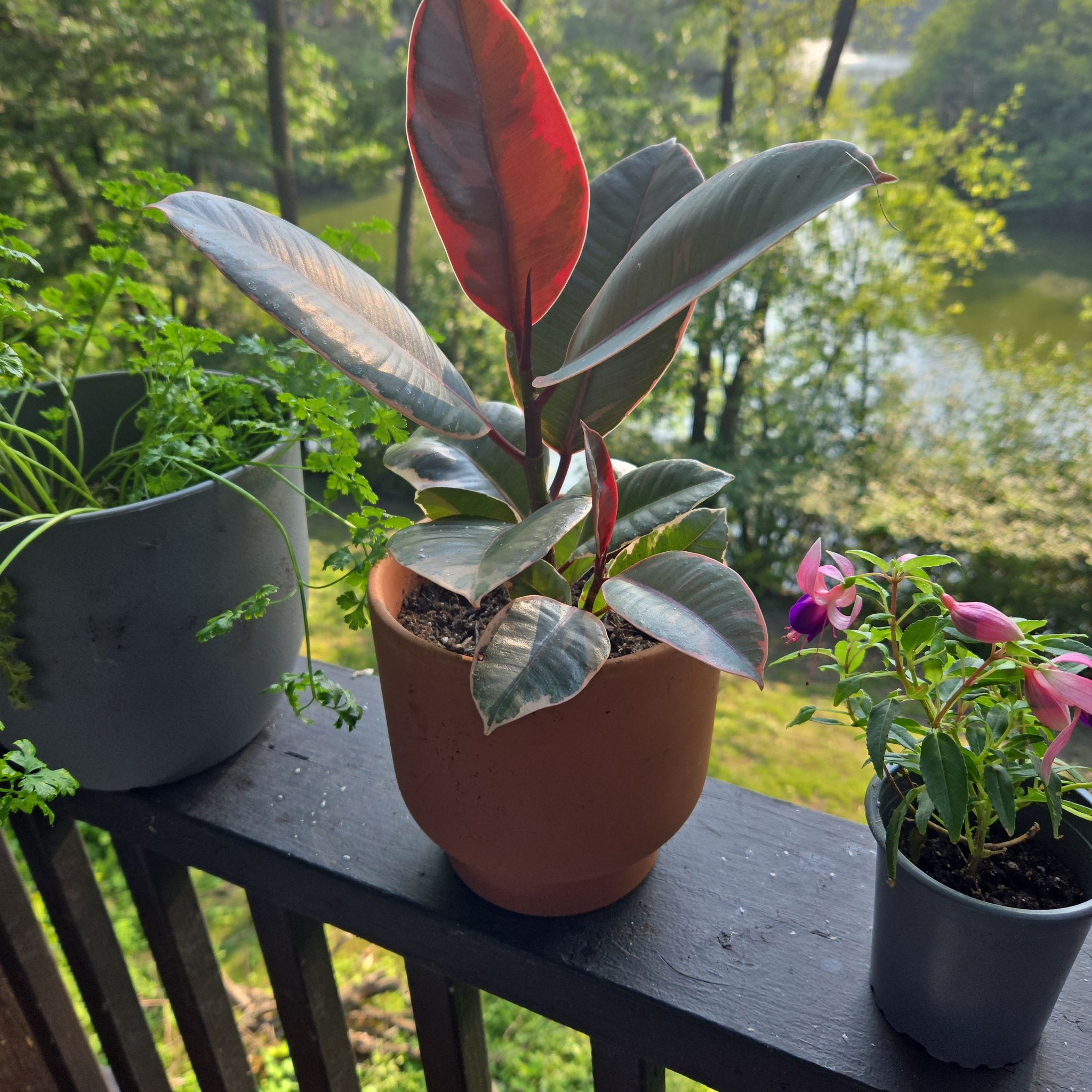 Photo of the plant species Ruby Rubber by @LucrativeMiro77 named Zahriyyeh on Greg, the plant care app