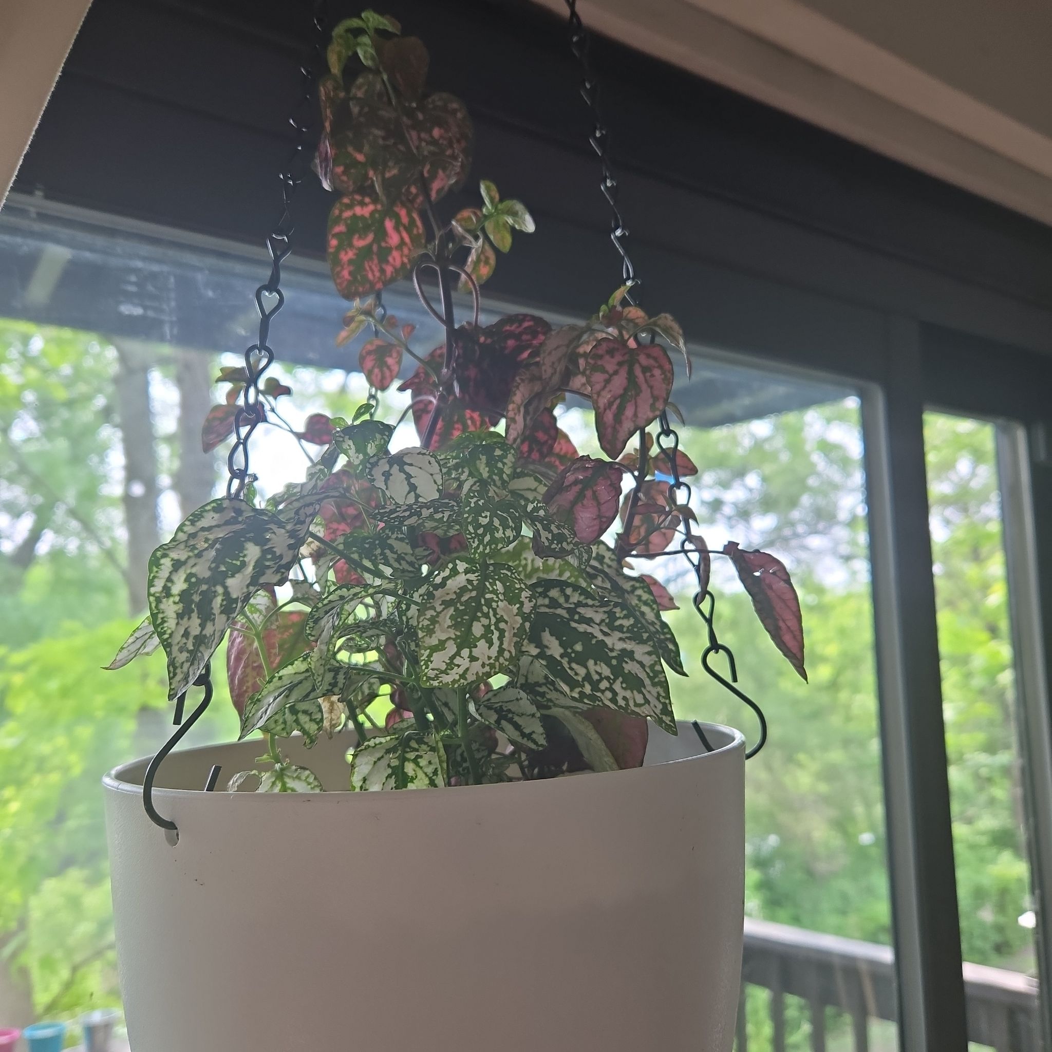 Photo of the plant species Hypoestes 'Red' by @LucrativeMiro77 named Dot on Greg, the plant care app