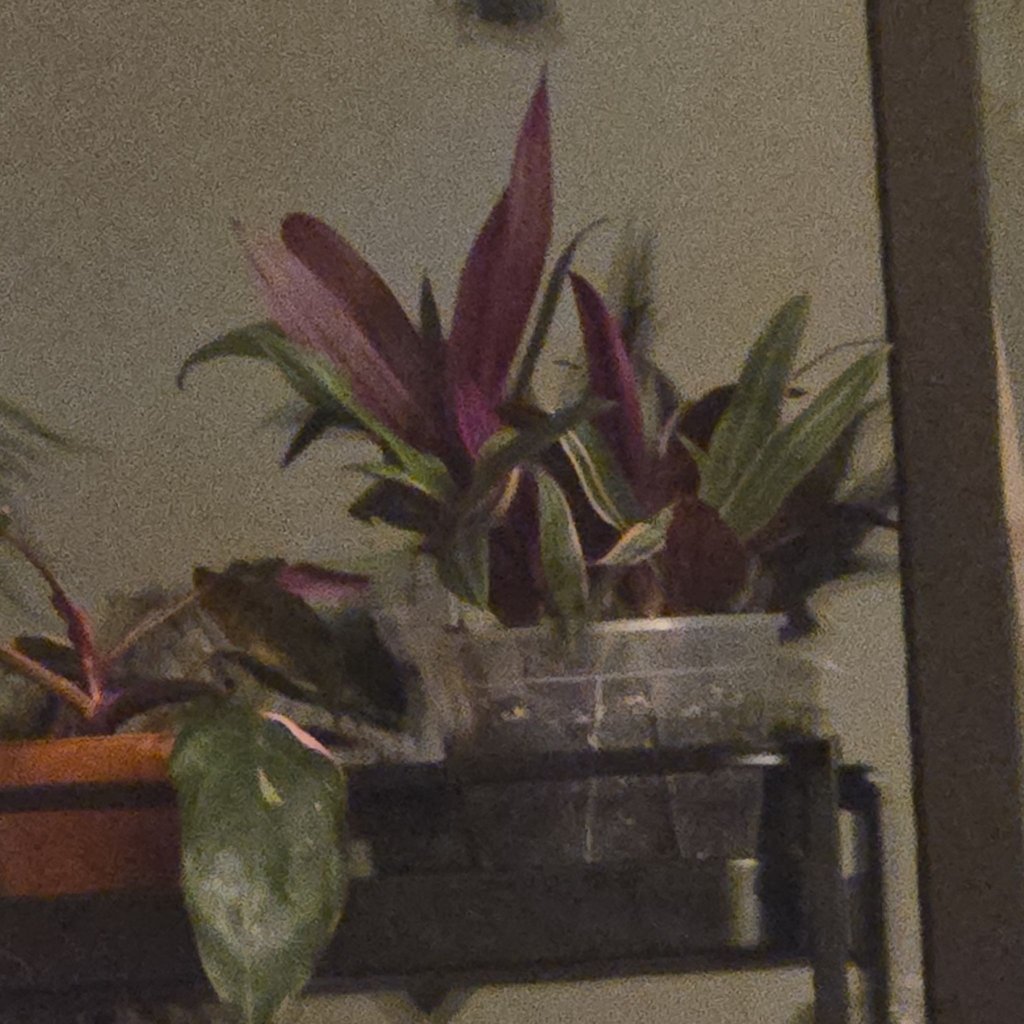 Photo of the plant species Rhoeo Oyster by @LucrativeMiro77 named Lil Mayra on Greg, the plant care app