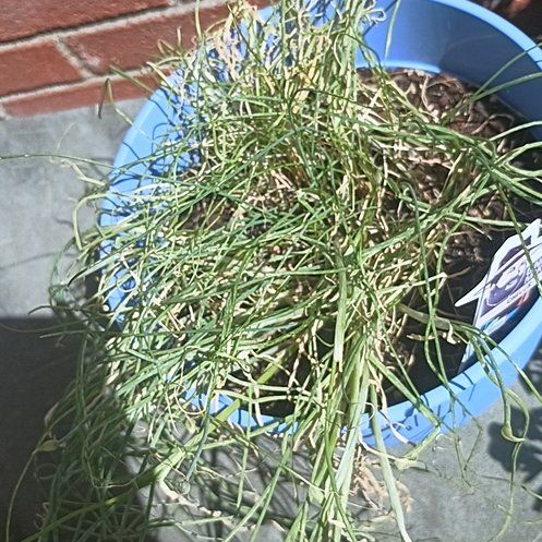 Photo of the plant species Chives 'Fine Leaf' by @SolidlyCanna13 named James Dean on Greg, the plant care app
