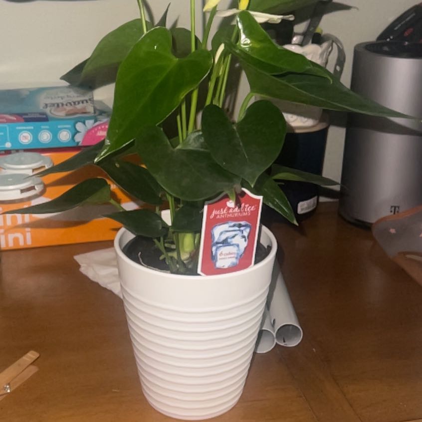 Photo of the plant species Flamingo Flower by @ProRoseiflora34 named Orwell on Greg, the plant care app