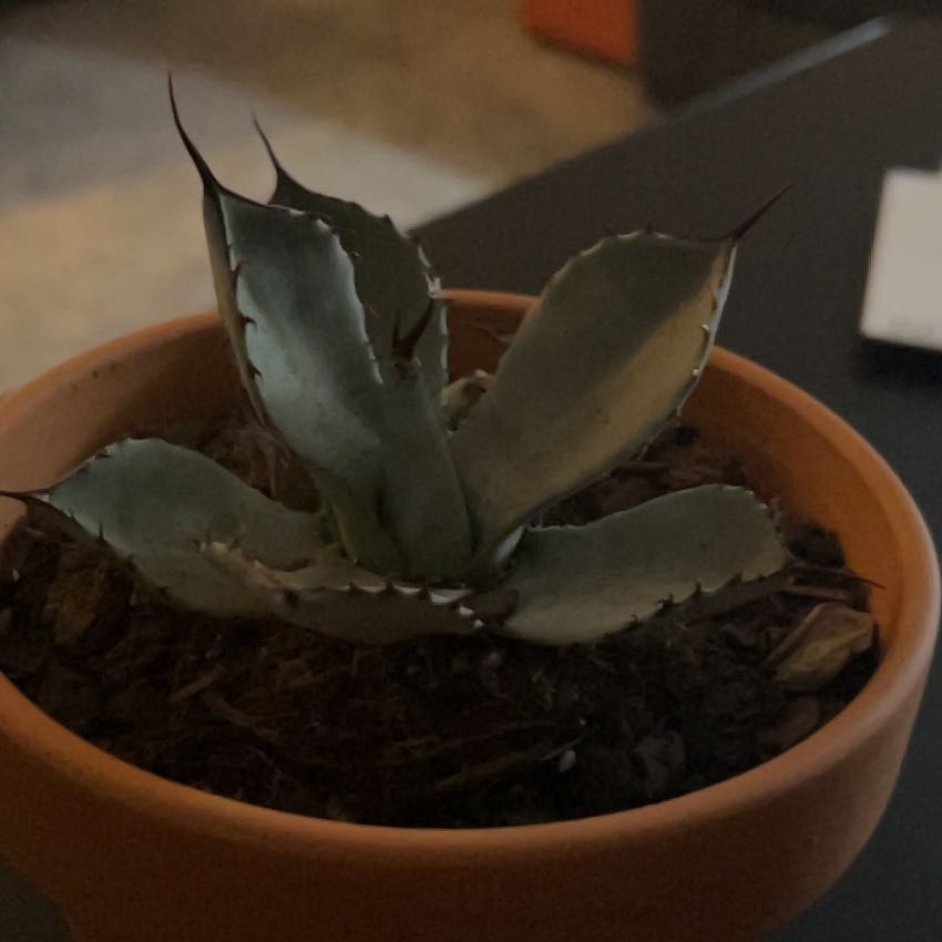 Photo of the plant species Artichoke Agave by @PlantyPerson1 named Stabby on Greg, the plant care app