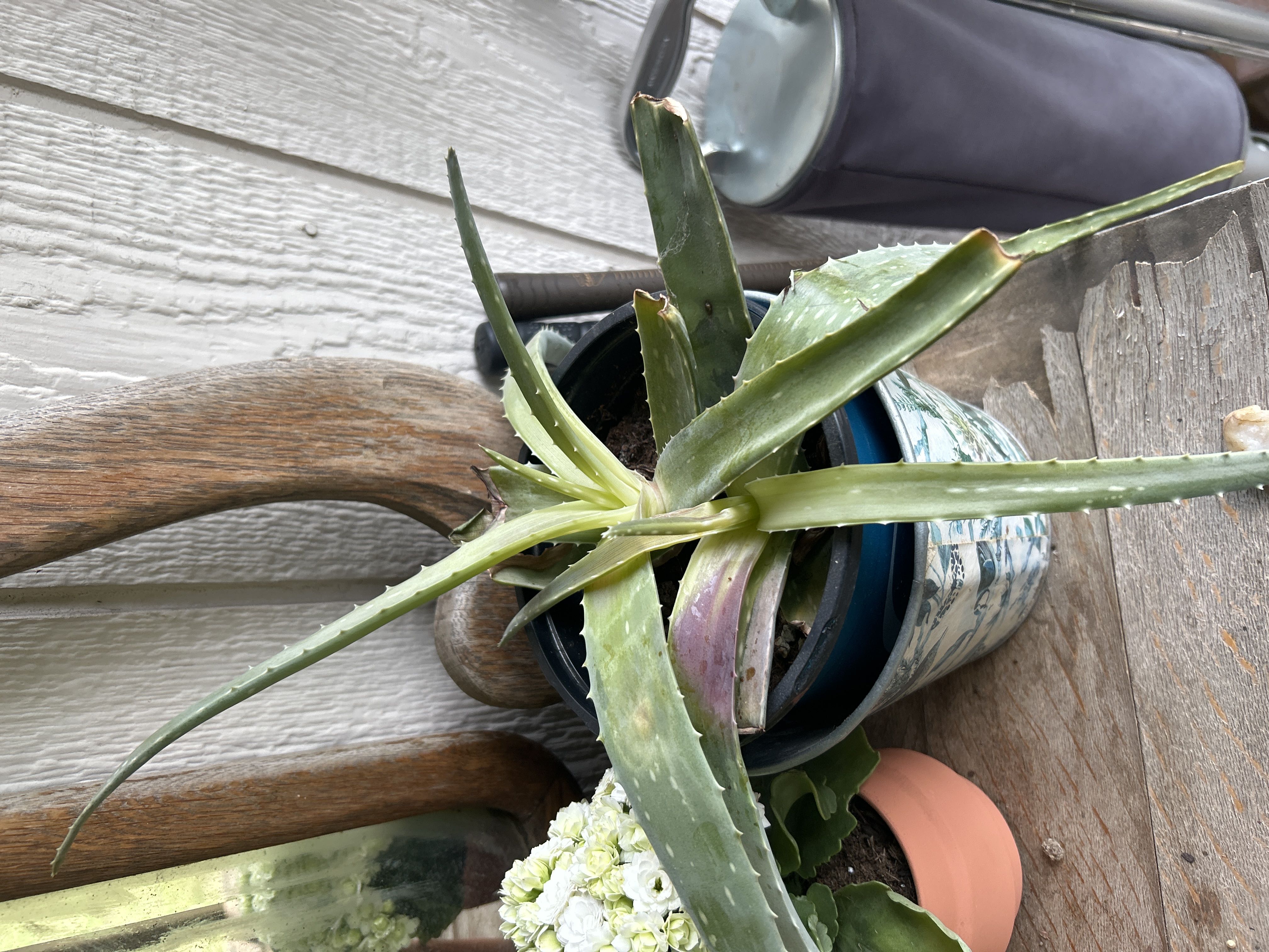 Photo from the post