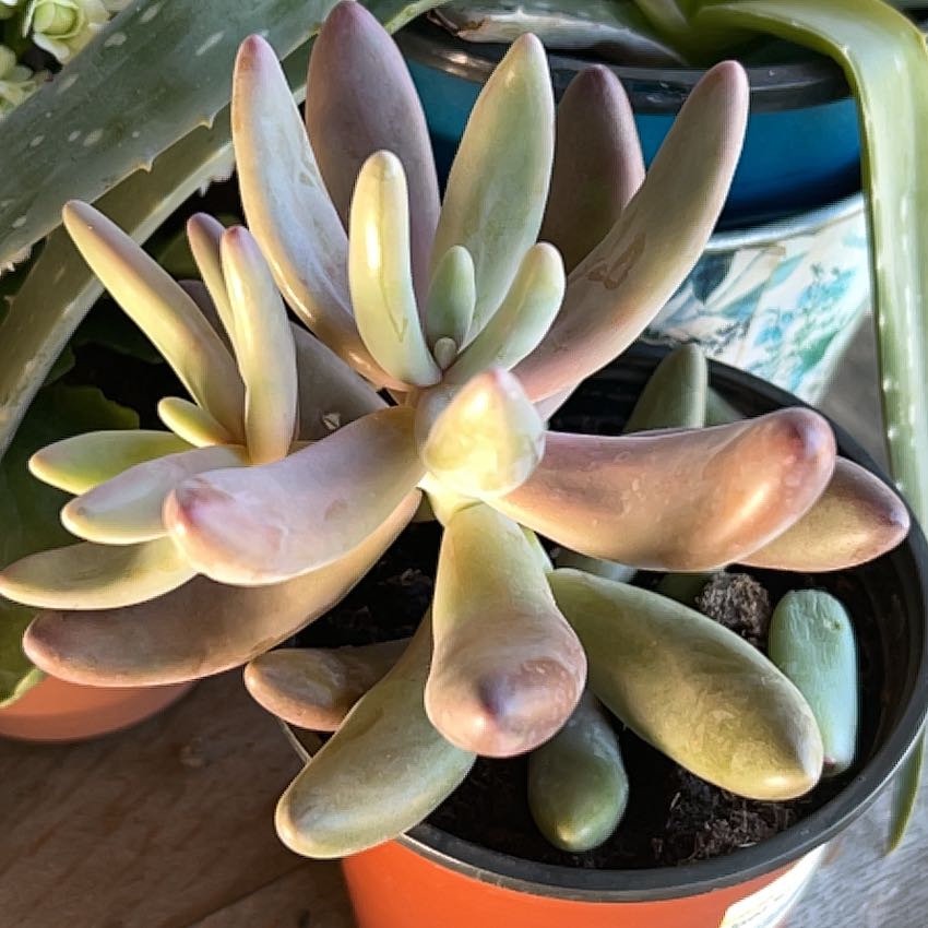 Photo of the plant species Assorted Pachysedum by @PlantyPerson1 named Jellybean on Greg, the plant care app