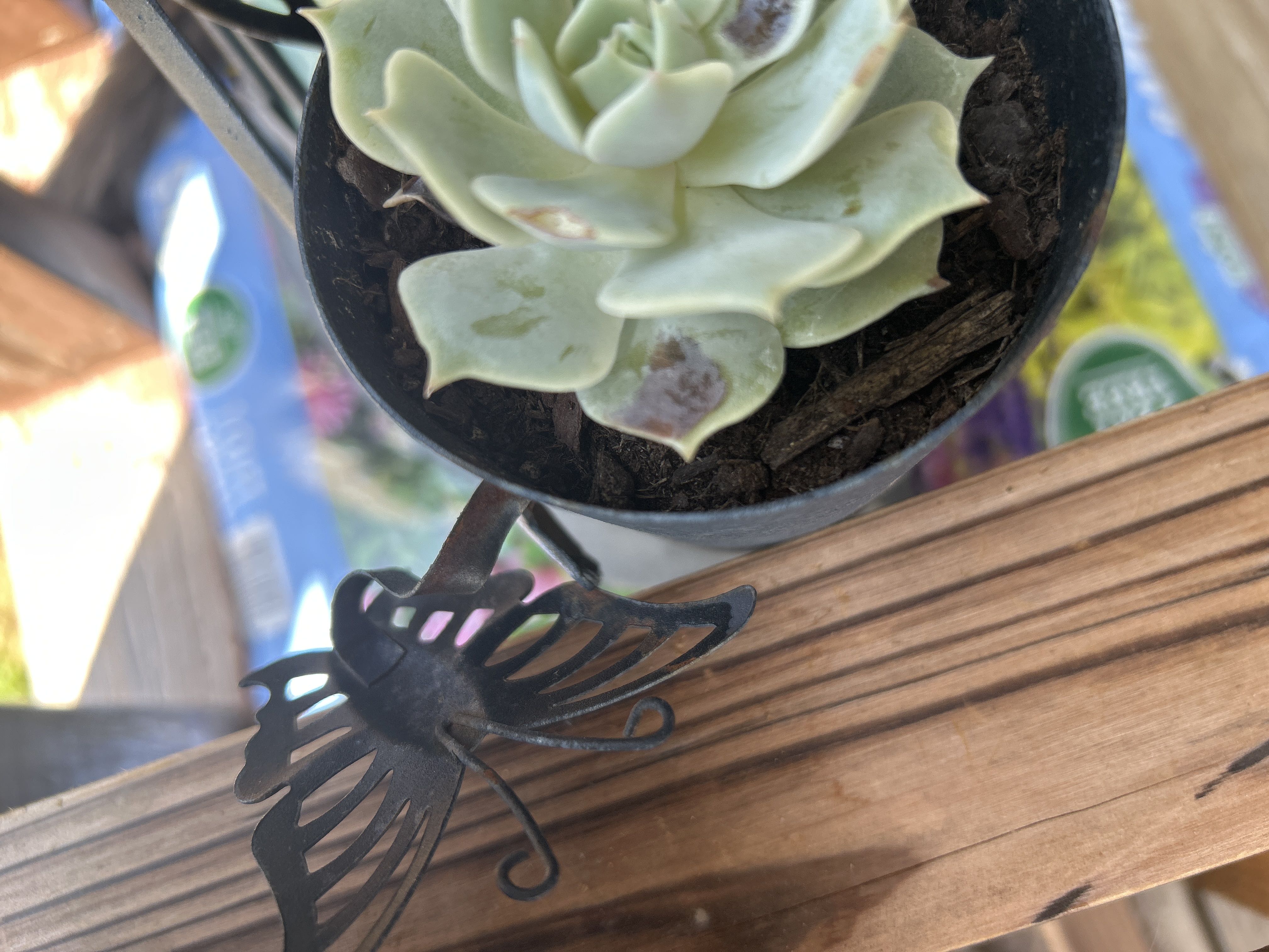 Photo from the post