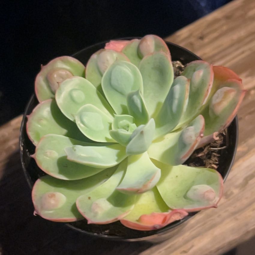 Photo of the plant species Echeveria Raindrops by @PlantyPerson1 named Red Rain on Greg, the plant care app