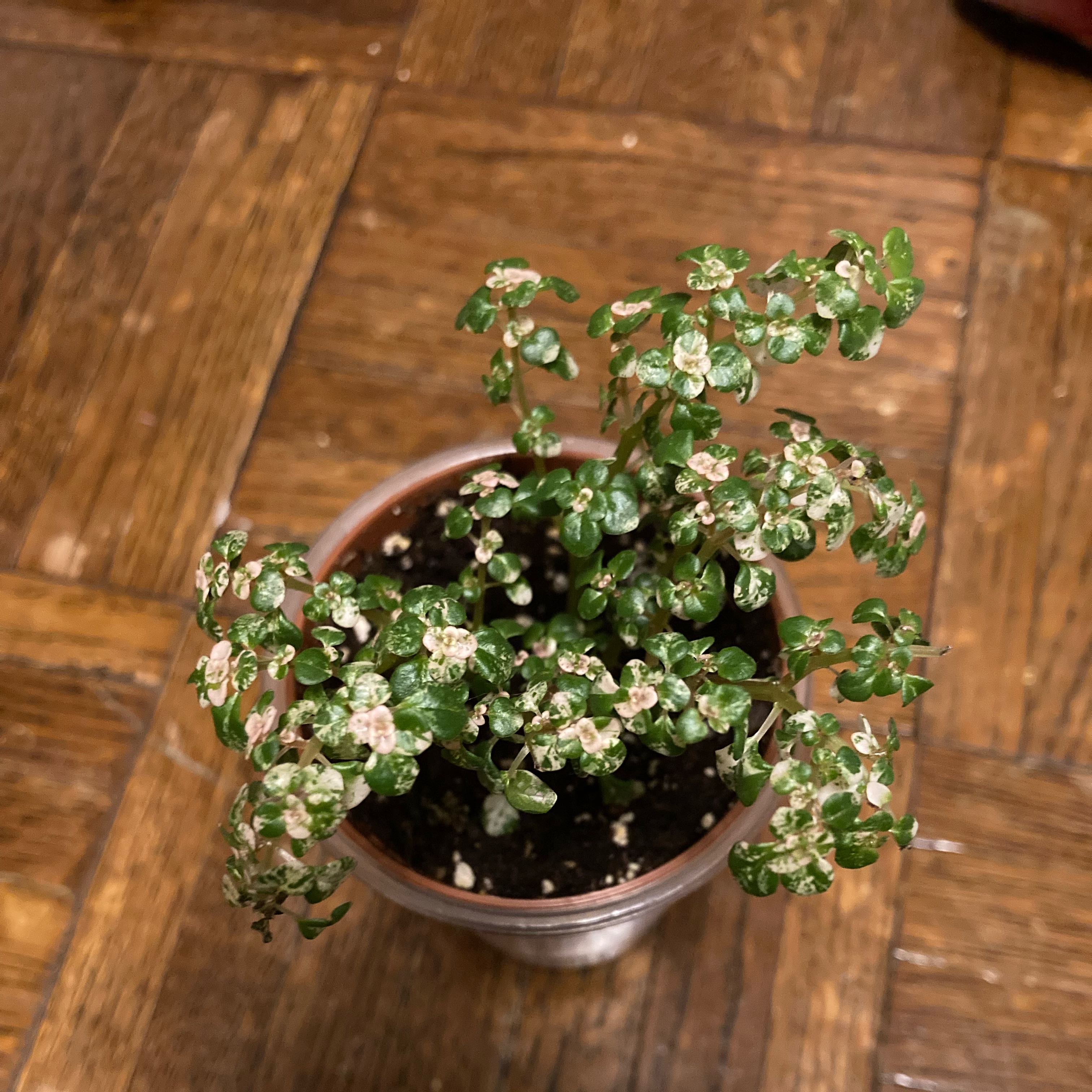 Photo of the plant species artillery plant by @GlossyRadish96 named Apollo on Greg, the plant care app