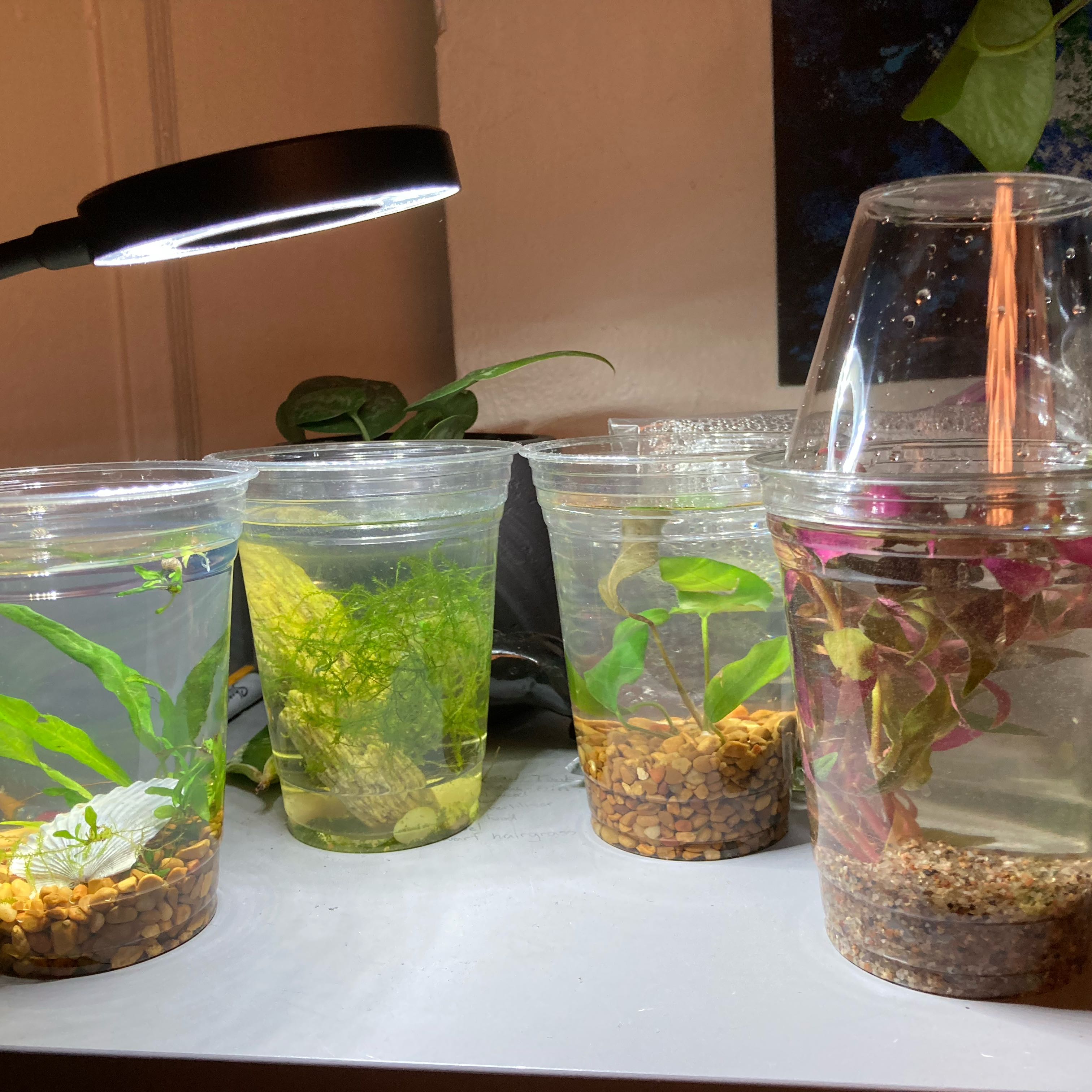 Photo of the plant species Anubias Frazeri by @GlossyRadish96 named Denali on Greg, the plant care app