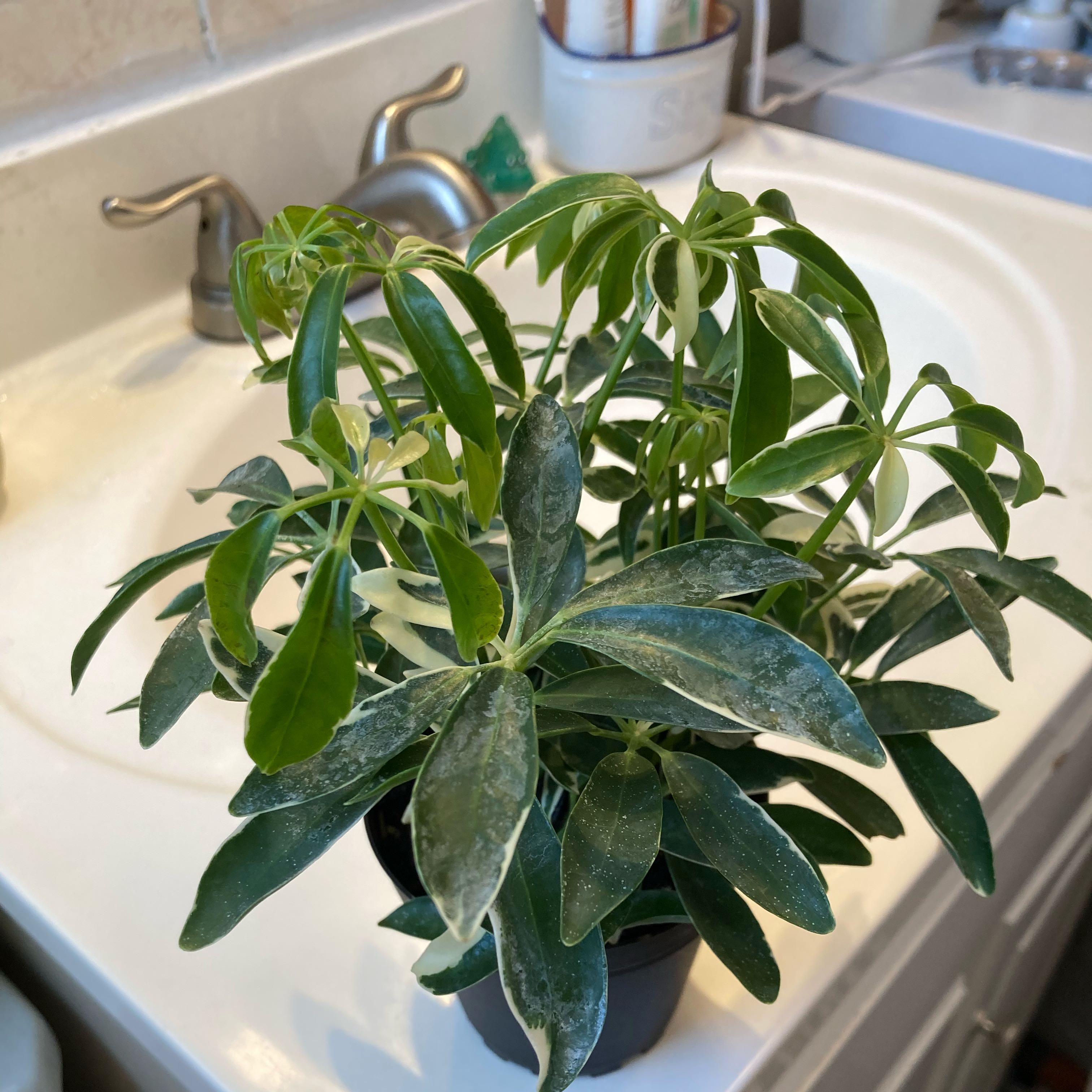 Photo of the plant species Variegated Umbrella Plant by @GlossyRadish96 named Sproutacus on Greg, the plant care app
