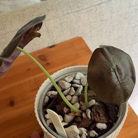 Photo of the plant species Alocasia Red Secret Variegated by @MightyRambutan named Remington on Greg, the plant care app